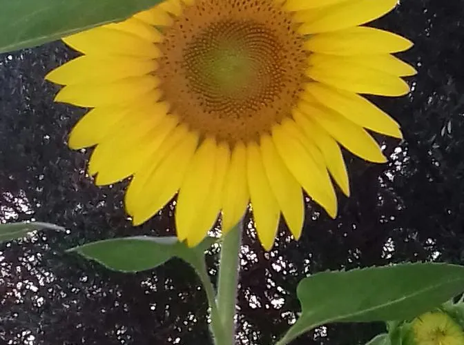 Le Rose Bed and breakfast