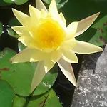 Le Rose