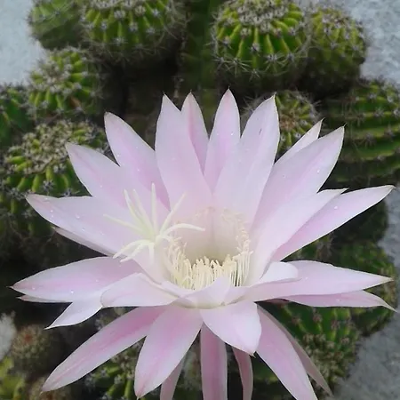 Panzió Le Rose Vignacastrisi