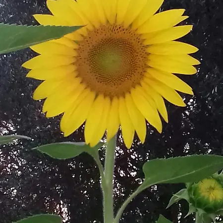 Le Rose לינה וארוחת בוקר