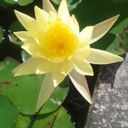 Le Rose